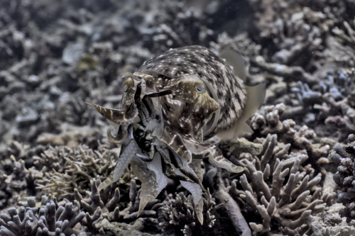 The broadclub cuttlefish a few moments after the strike, processing prey crab